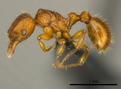 Tetramorium trafo specimen