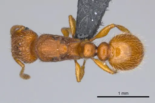 Tetramorium trafo - CASENT0041077