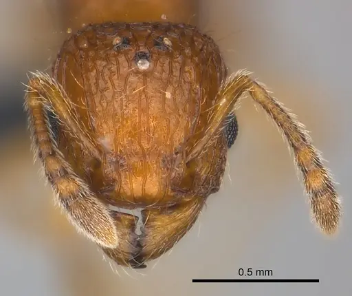 Tetramorium trafo - CASENT0041077