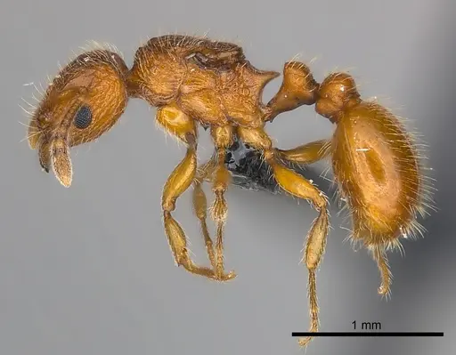 Tetramorium trafo - CASENT0041077