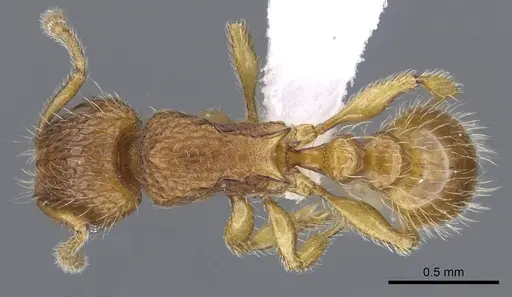 Tetramorium trafo - CASENT0404104