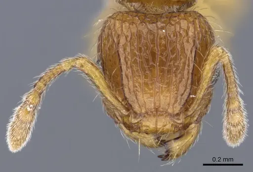 Tetramorium trafo - CASENT0404104