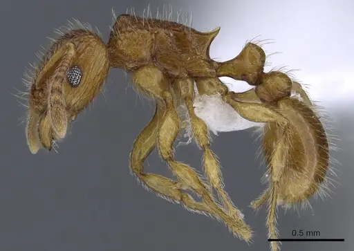Tetramorium trafo - CASENT0404104