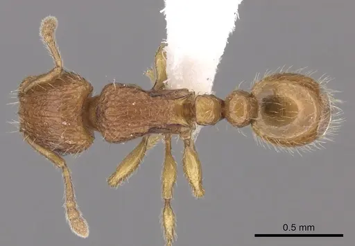 Tetramorium trafo - CASENT0404115