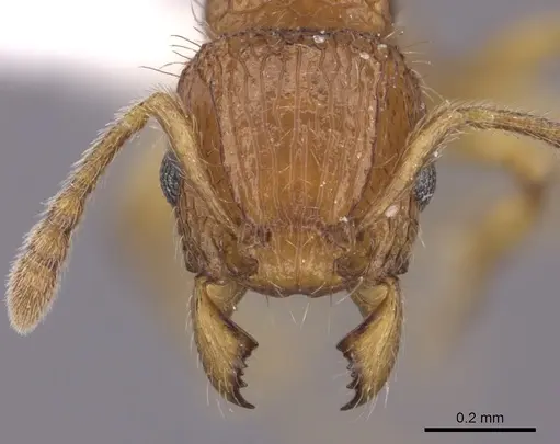 Tetramorium trafo - CASENT0404115