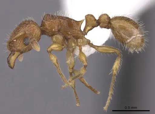 Tetramorium trafo - CASENT0404115