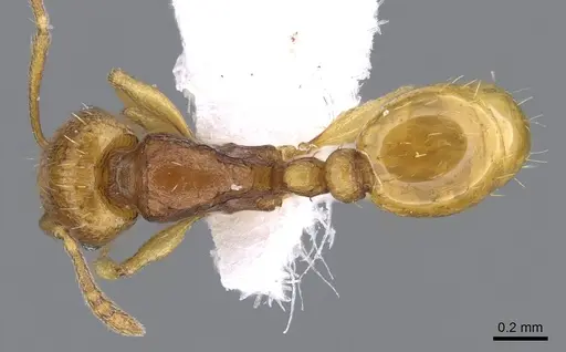 Tetramorium transformans specimen