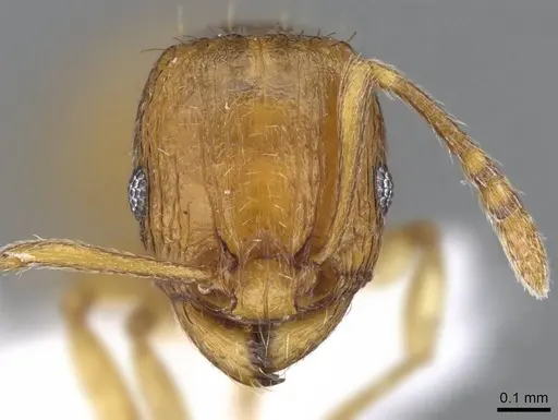 Tetramorium transformans specimen