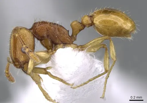 Tetramorium transformans specimen