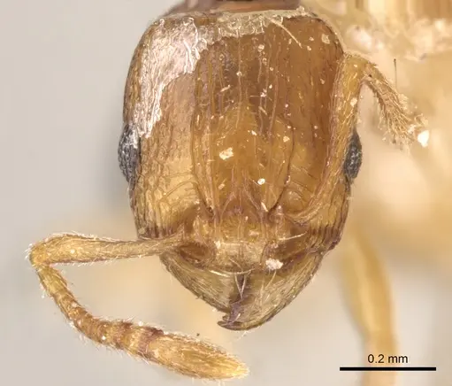 Tetramorium transformans - CASENT0906135