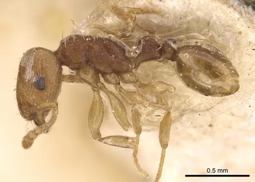 Tetramorium transformans - CASENT0906135