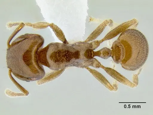 Tetramorium transversinode specimen