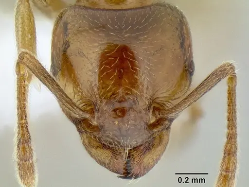 Tetramorium transversinode specimen