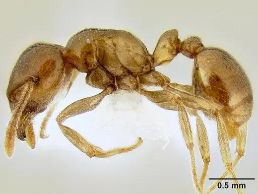 Tetramorium transversinode specimen