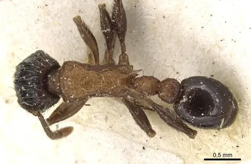 Tetramorium tricarinatum specimen