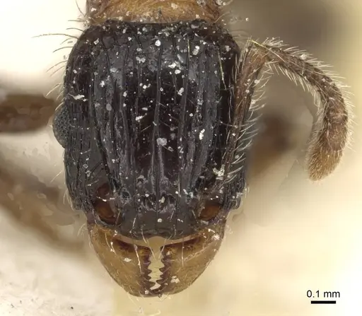 Tetramorium tricarinatum specimen