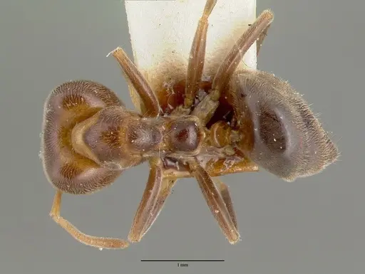 Tetramorium tricarinatum - CASTYPE06981