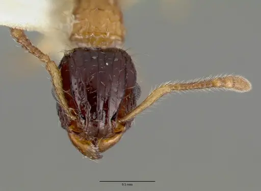 Tetramorium tricarinatum - CASTYPE06981