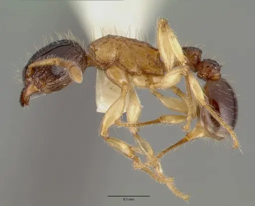 Tetramorium tricarinatum - CASTYPE06981