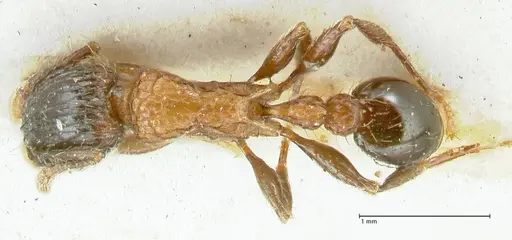 Tetramorium tricarinatum - FOCOL2075