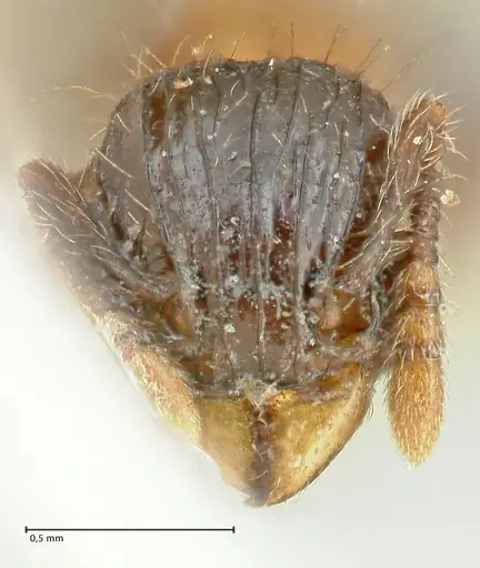 Tetramorium tricarinatum - FOCOL2075