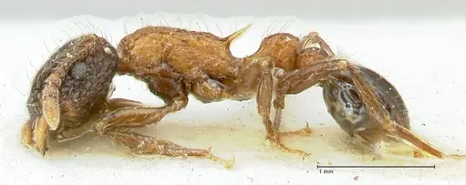Tetramorium tricarinatum - FOCOL2075