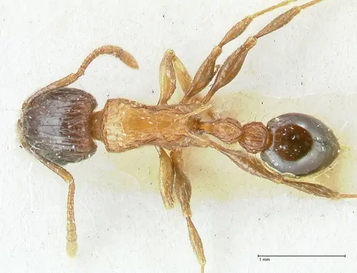 Tetramorium tricarinatum - FOCOL2076