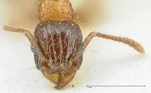 Tetramorium tricarinatum - FOCOL2076