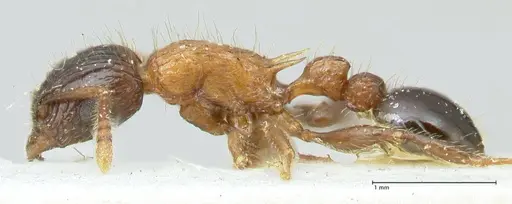Tetramorium tricarinatum - FOCOL2076