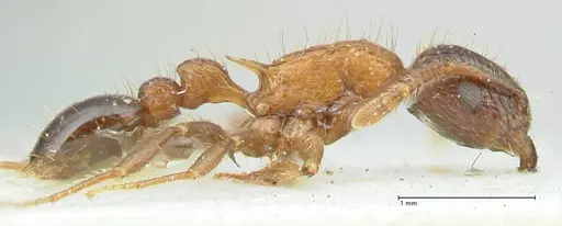 Tetramorium tricarinatum - FOCOL2076