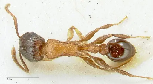 Tetramorium tricarinatum - FOCOL2077