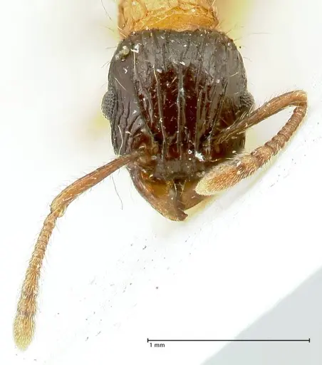 Tetramorium tricarinatum - FOCOL2077