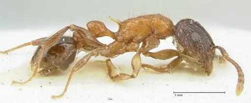 Tetramorium tricarinatum - FOCOL2077