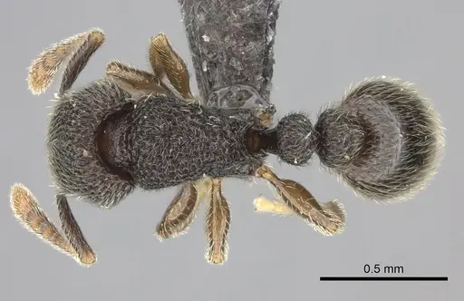 Tetramorium trimeni specimen
