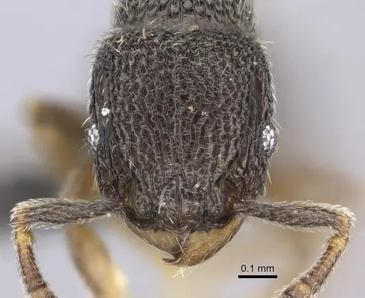 Tetramorium trimeni specimen