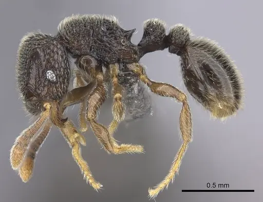 Tetramorium trimeni specimen