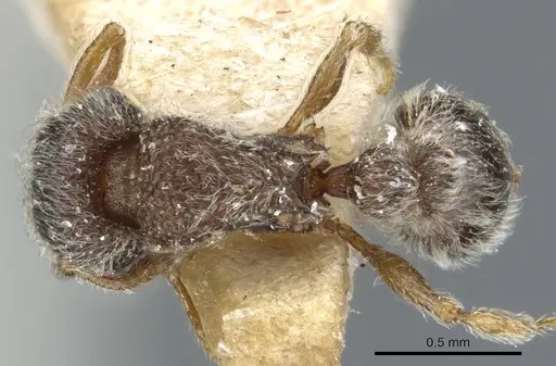 Tetramorium trimeni - CASENT0904791