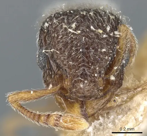 Tetramorium trimeni - CASENT0904791