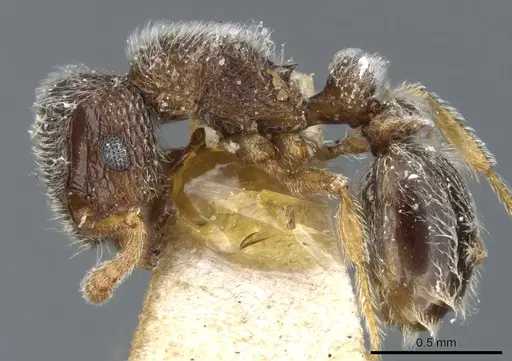 Tetramorium trimeni - CASENT0904791