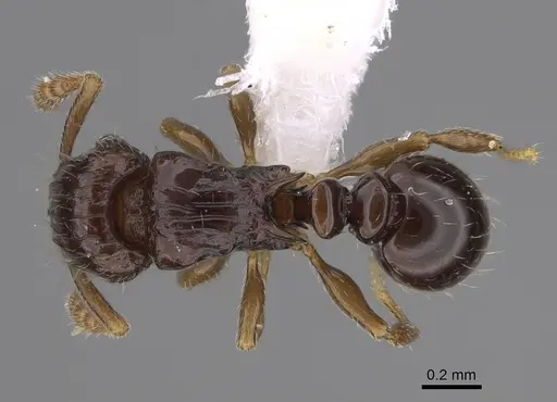 Tetramorium trirugosum specimen