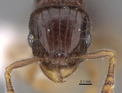 Tetramorium trirugosum specimen