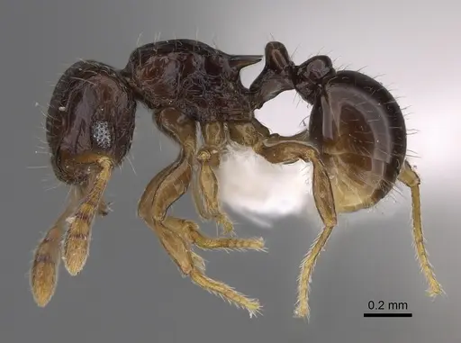 Tetramorium trirugosum specimen