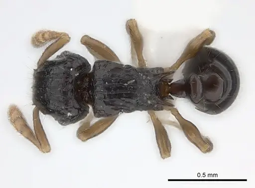 Tetramorium trirugosum - CASENT0218418