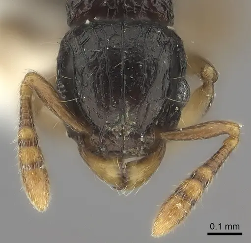 Tetramorium trirugosum - CASENT0218418