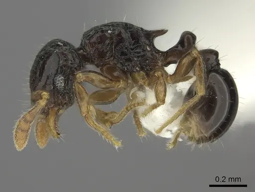 Tetramorium trirugosum - CASENT0218418