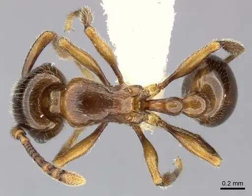 Tetramorium tsingy specimen