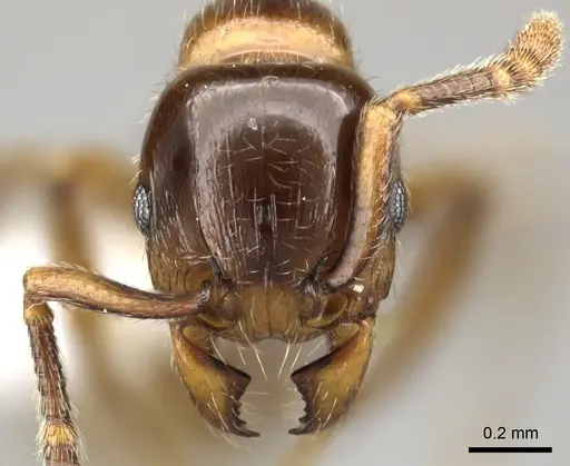 Tetramorium tsingy specimen
