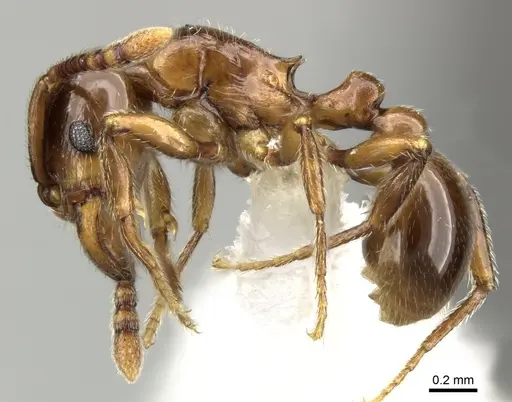 Tetramorium tsingy specimen