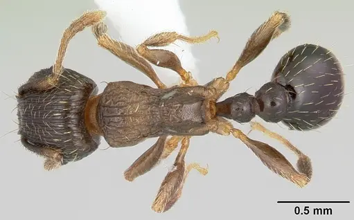 Tetramorium tsushimae specimen