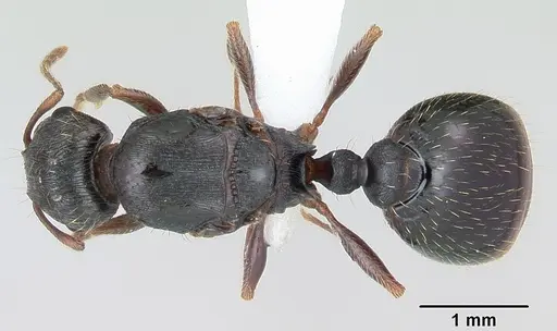 Tetramorium tsushimae - CASENT0103103